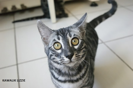 femelle silver charcoal